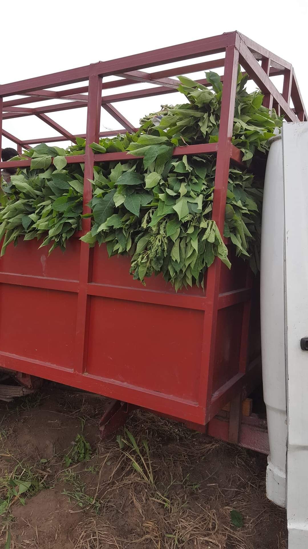 A red truck bed filled with freshly harvested green leaves on a patch of grassy ground.